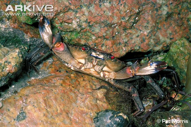 Velvet-swimming-crab-in-defensive-position.jpg
